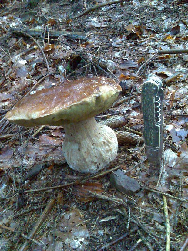 hríb smrekový Boletus edulis Bull.