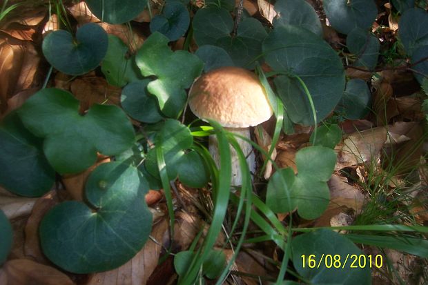 hríb smrekový Boletus edulis Bull.