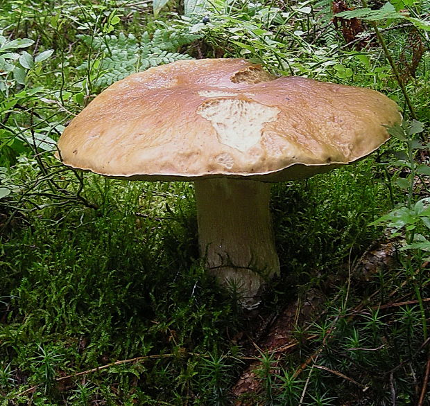 hríb smrekový Boletus edulis Bull.