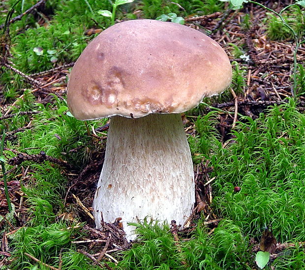 hríb smrekový Boletus edulis Bull.