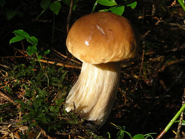 hríb smrekový Boletus edulis Bull.