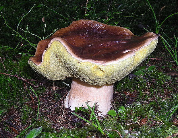 hríb smrekový Boletus edulis Bull.