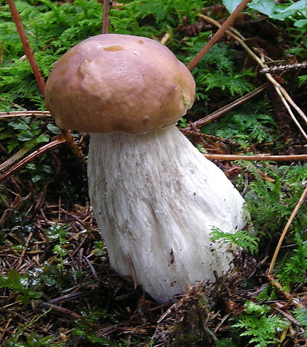 hríb smrekový Boletus edulis Bull.