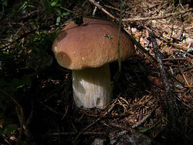 hríb smrekový Boletus edulis Bull.