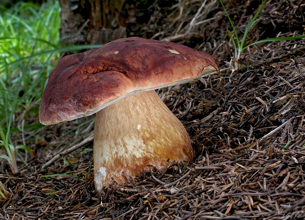 hríb sosnový Boletus pinophilus Pil. et Dermek in Pil.