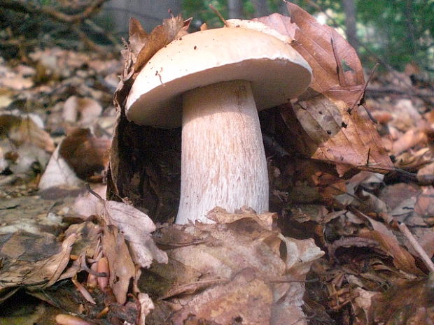 hríb dubový Boletus reticulatus Schaeff.