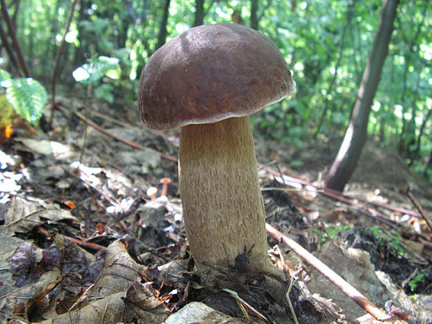 hríb dubový Boletus reticulatus Schaeff.