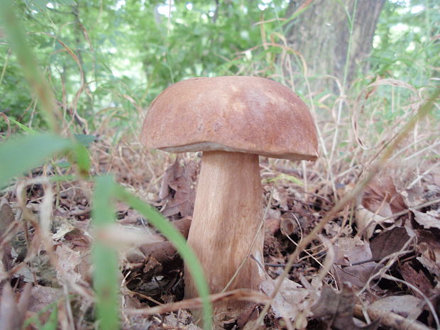 hríb dubový Boletus reticulatus Schaeff.