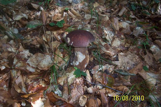 hríb dubový Boletus reticulatus Schaeff.