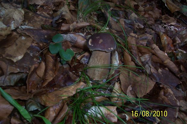 hríb dubový Boletus reticulatus Schaeff.