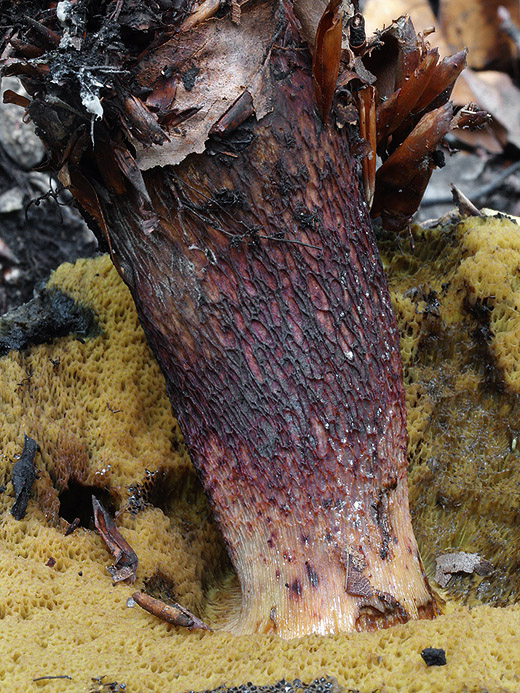 hríb Boletus sp.