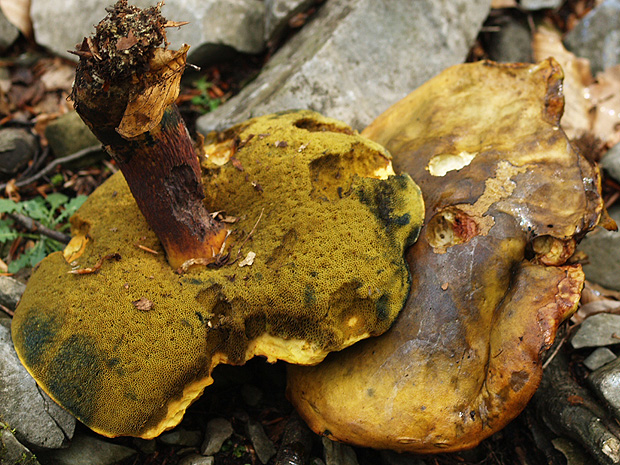 hríb Boletus sp.