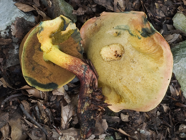 hríb Boletus sp.