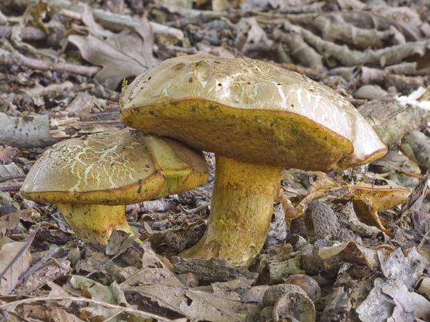 hríb Boletus sp.