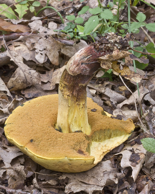 hríb Boletus sp.