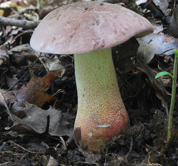 hríb nádherný Butyriboletus fuscoroseus (Smotl.) Vizzini & Gelardi