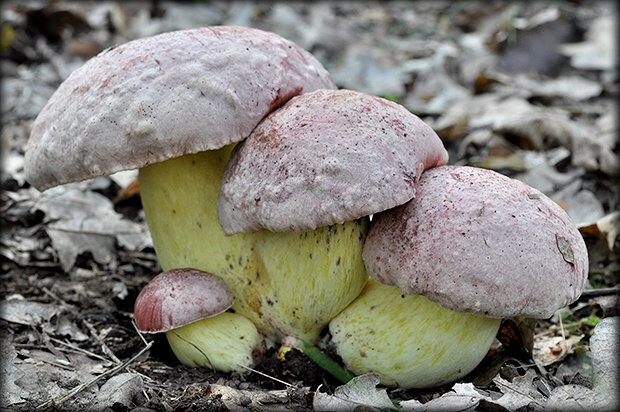 hríb kráľovský Butyriboletus regius (Krombh.) D. Arora & J.L. Frank