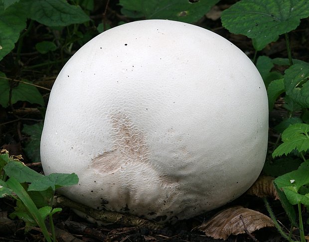 vatovec obrovský Calvatia gigantea (Batsch) Lloyd