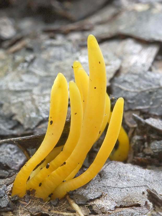 pakonárovka Clavulinopsis sp.