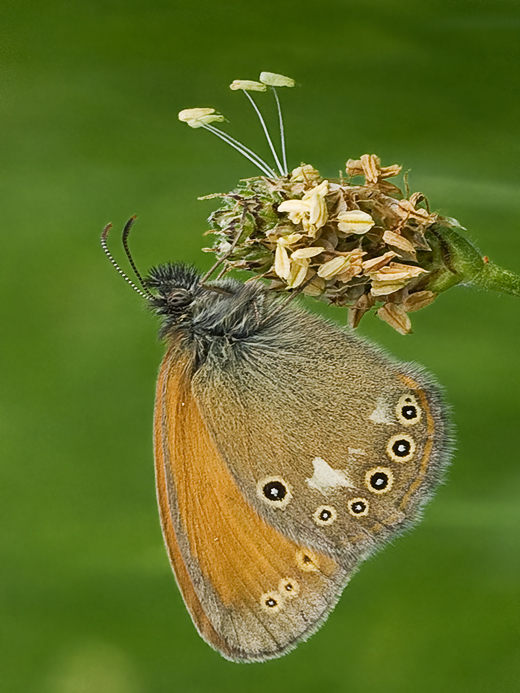 očkáň traslicový Coenonympha glycerion