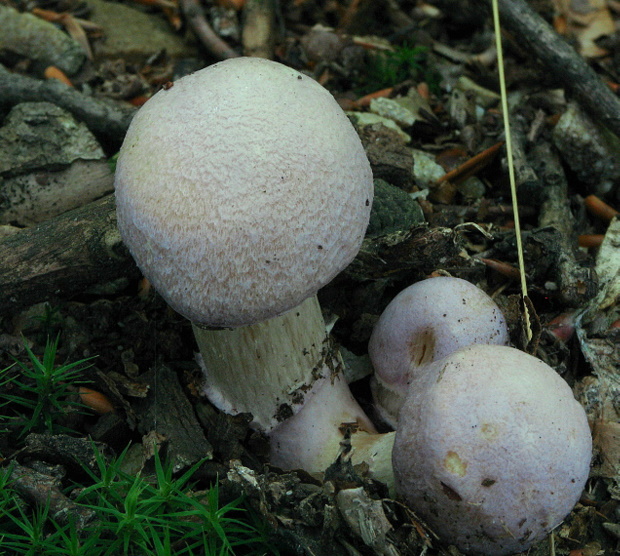 pavučinovec inovaťový Cortinarius caperatus (Pers.) Fr.