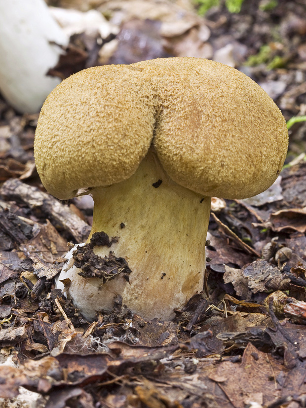 pavučinovec Cortinarius sp.