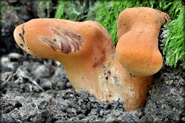 pečeňovec dubový Fistulina hepatica (Schaeff.) With.