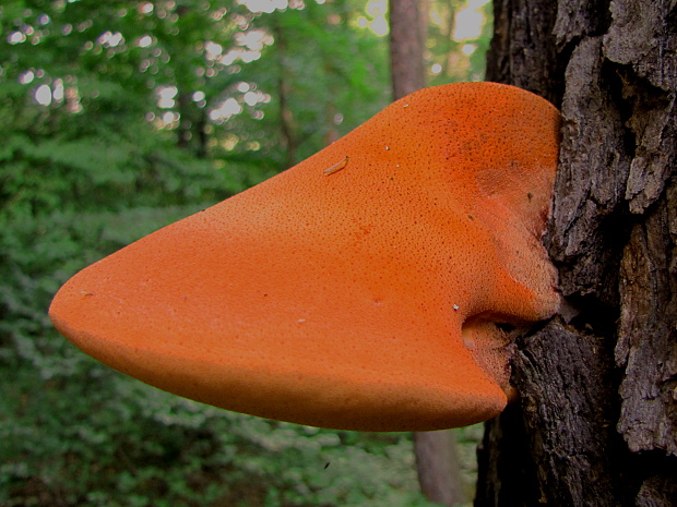 pečeňovec dubový Fistulina hepatica (Schaeff.) With.