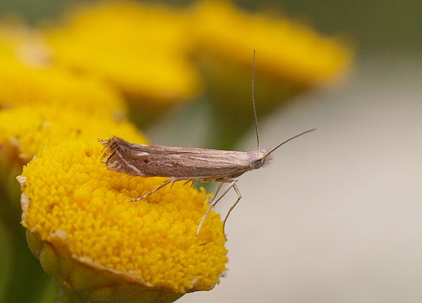 psota prúžkovaná Isophrictis striatella