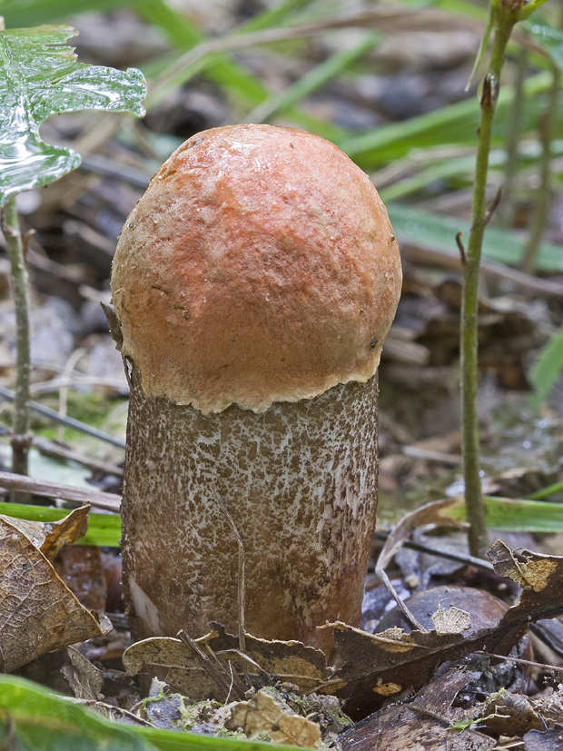 kozák dubový Leccinum aurantiacum (Bull.) Gray