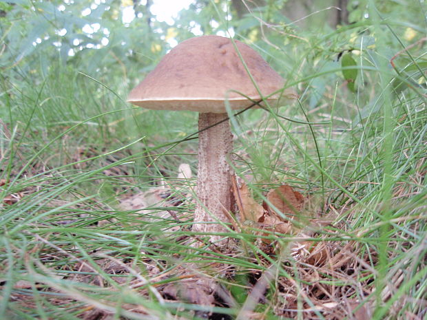 kozák hrabový Leccinum pseudoscabrum (Kallenb.) Šutara