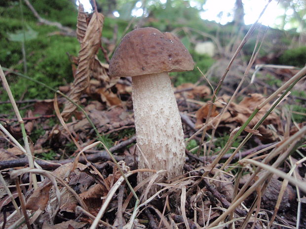 kozák hrabový Leccinum pseudoscabrum (Kallenb.) Šutara