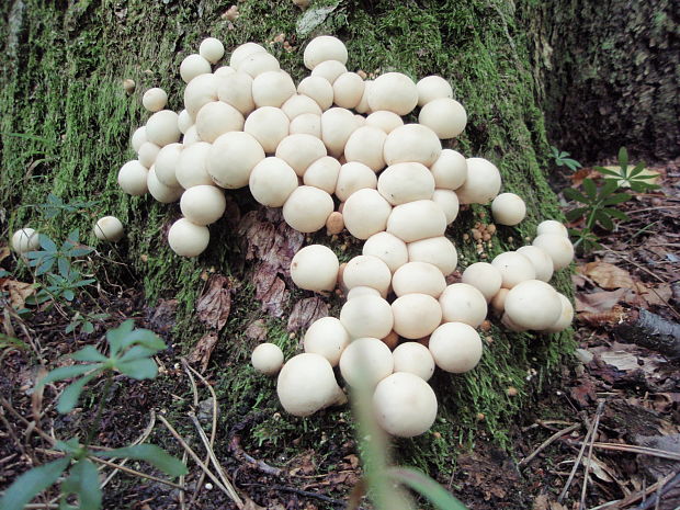 prášnica Lycoperdon sp.