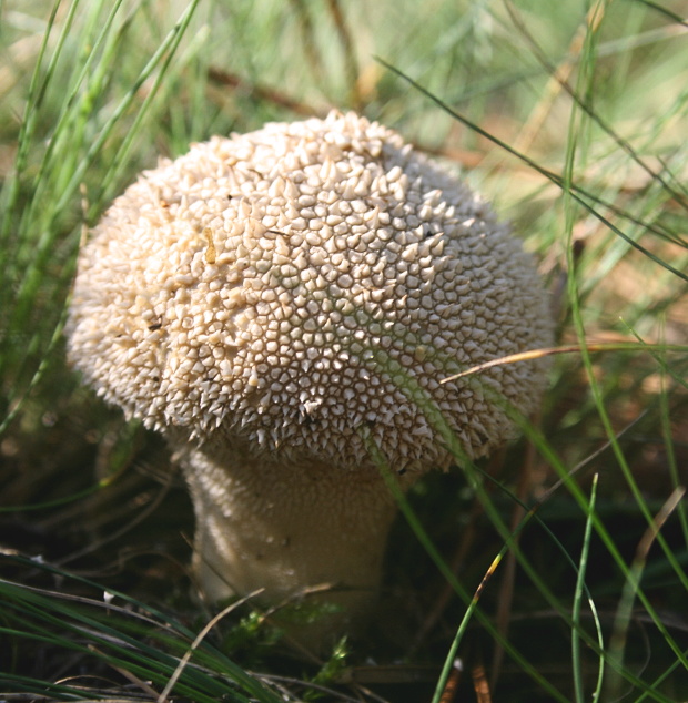 prášnica Lycoperdon sp.