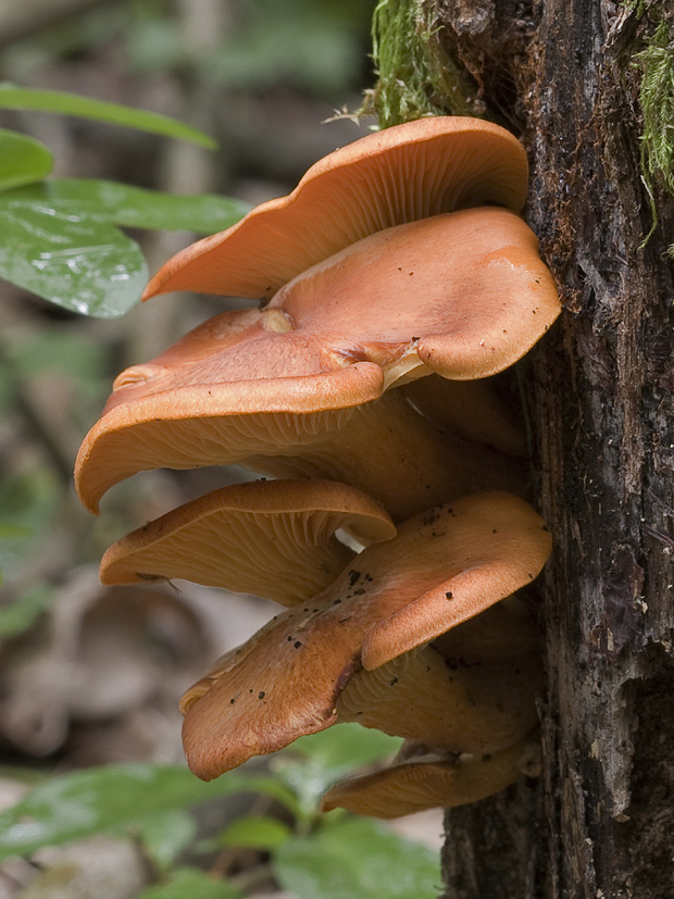 kališník hnedooranžový Omphalotus olearius (DC.) Singer