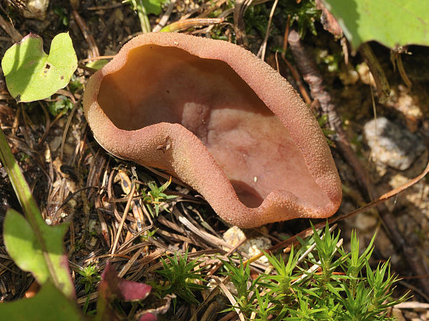 čiaška Peziza sp.