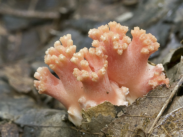 strapačka lososovoružová? Ramaria subbotrytis (Coker) Corner