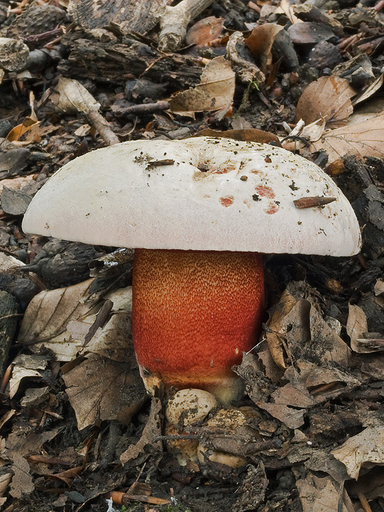 hríb purpurový Rubroboletus rhodoxanthus Kuan Zhao &amp; Zhu L. Yang