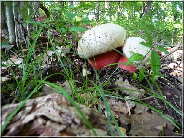 hríb satanský Rubroboletus satanas f. satanas (Lenz) Kuan Zhao & Zhu L. Yang