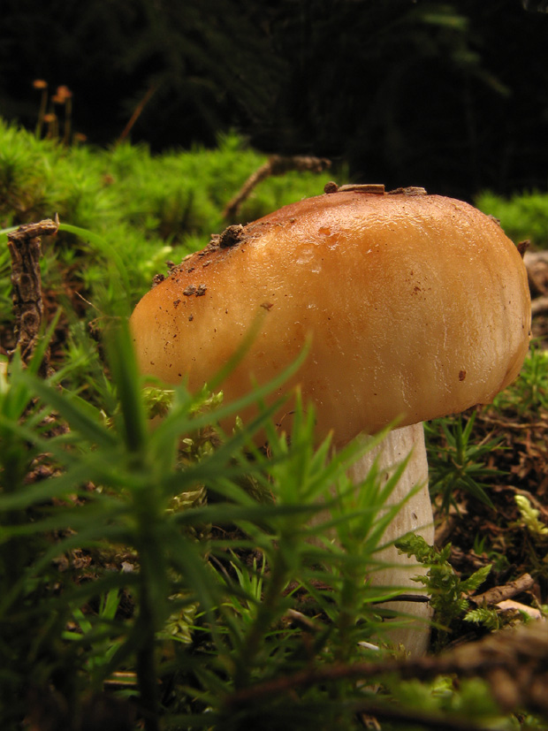 plávka smradľavá Russula foetens Pers.