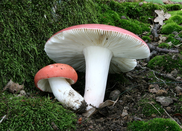 plávka úhľadná Russula rosea Pers.