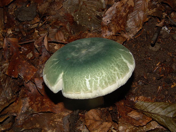 plávka zelenkastá Russula virescens (Schaeff.) Fr.