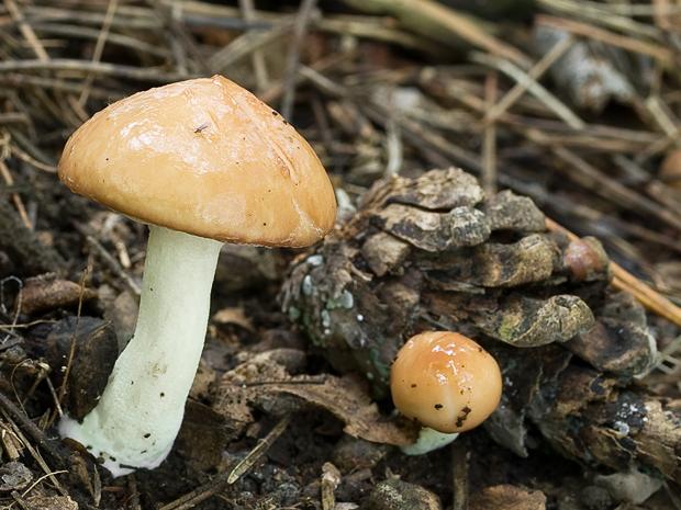 masliak zrnitý Suillus granulatus (L.) Roussel