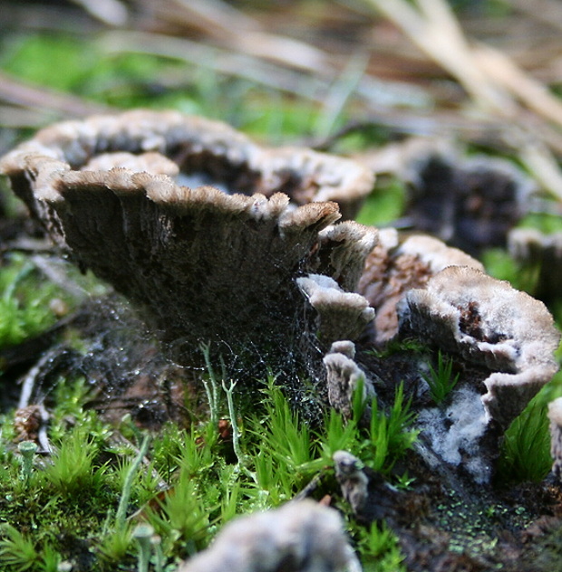 plesňovka Thelephora sp.