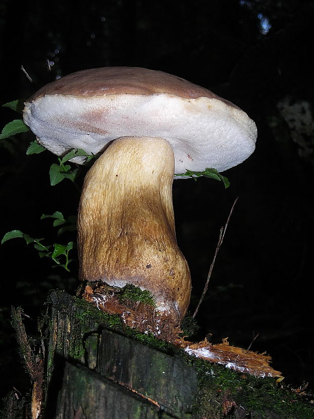 podhríb žlčový Tylopilus felleus (Bull.) P. Karst.