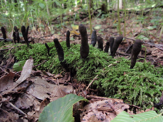 drevnatec Xylaria sp.