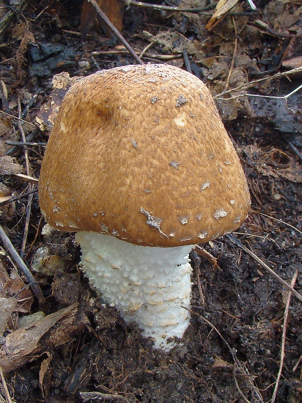 pečiarka lesná Agaricus sylvaticus Schaeff.