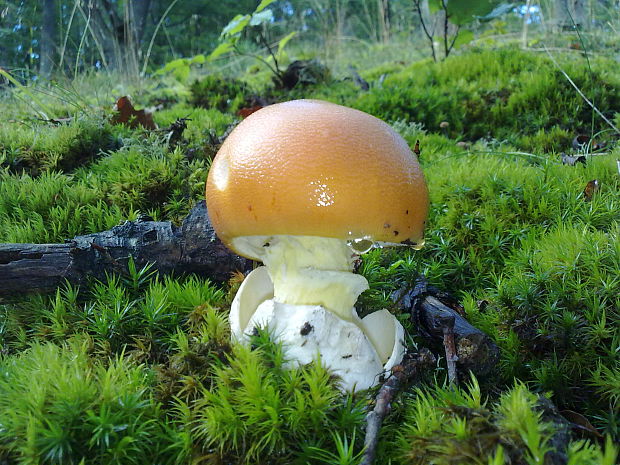 muchotrávka cisárska Amanita caesarea (Scop.) Pers.