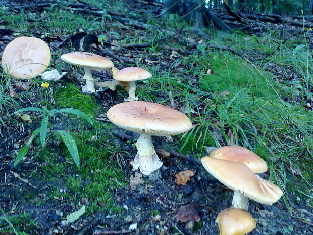 muchotrávka cisárska Amanita caesarea (Scop.) Pers.