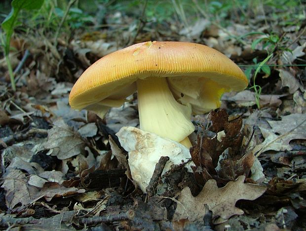 muchotrávka cisárska Amanita caesarea (Scop.) Pers.